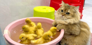アヒルのヒナが気になる猫