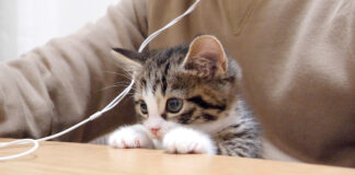 仕事に参加する子猫