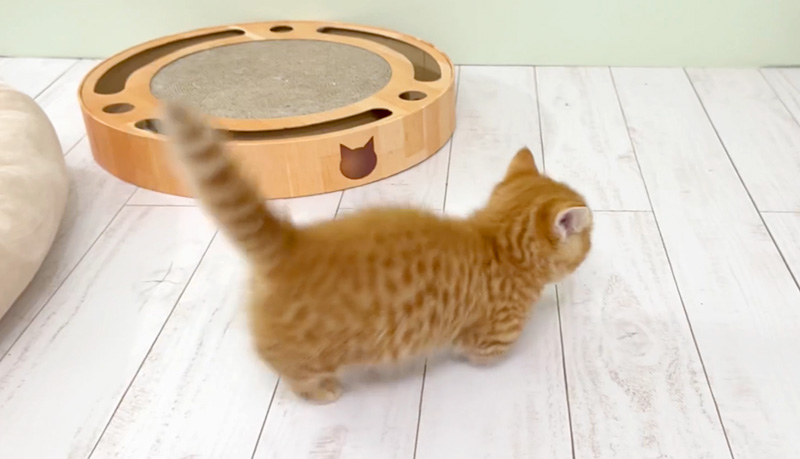 冒険する子猫
