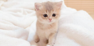 飼い主さんを起こしにきた子猫