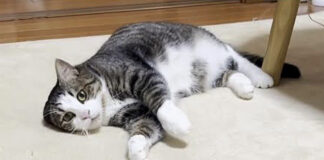 撫でられたい猫