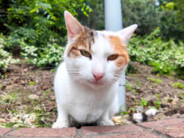 ワンワンと鳴き出した猫