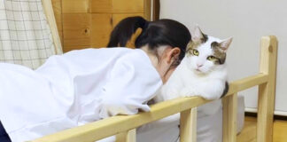 お姉ちゃんを癒す猫