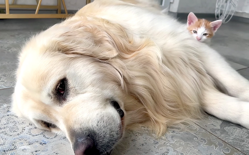 犬が大好きな子猫