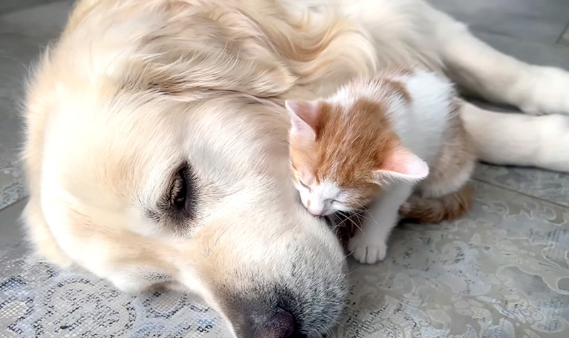 犬が大好きな子猫