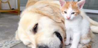 犬が大好きな子猫