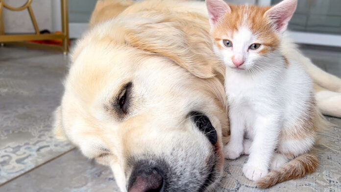 犬が大好きな子猫