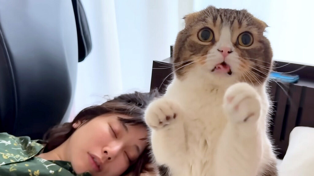 bakusuipanic_neko_title-