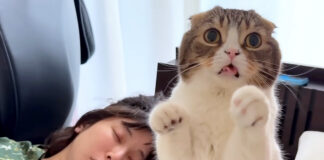 パニックになる猫