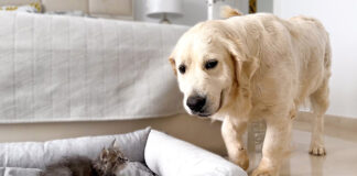 子猫にベッドを取られた犬