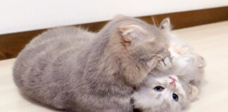 母猫に秒でやられる子猫