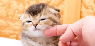 電池切れした子猫