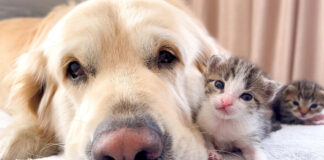 犬が大好きな子猫達