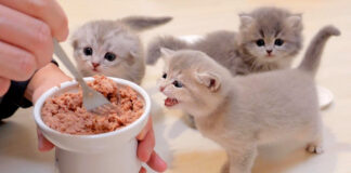 ご飯が食べたい子猫達