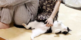 撫でられる猫