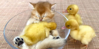 ヒナと子猫