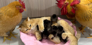 ヒナと一緒に過ごす猫