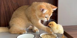 ヒヨコに食事のマナーを教える子猫