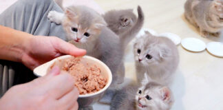 ご飯が食べたい子猫達