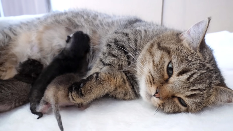 猫の親子