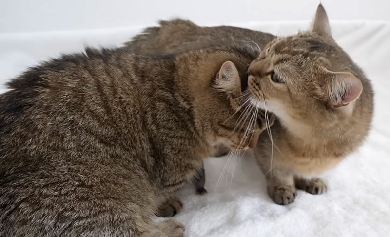 妹を労う姉猫