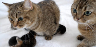 妹を労う姉猫