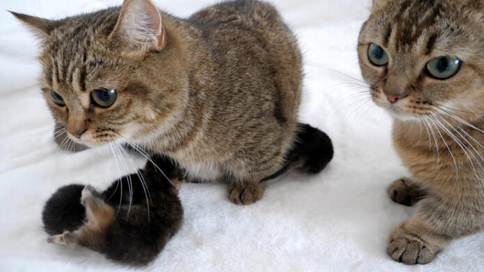 妹を労う姉猫