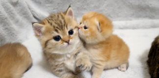子猫と赤ちゃん猫
