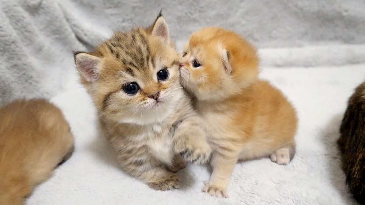 母猫や兄猫が自分にしたように、赤ちゃん猫と接する子猫の姿がとっても