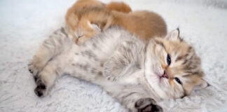 子猫に寄り添う赤ちゃん猫
