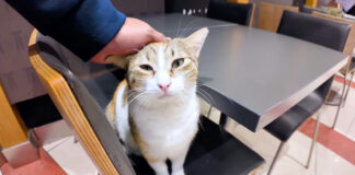 猫を撫でる