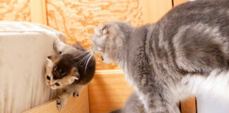 母猫の怒られた子猫