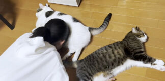 お姉ちゃんに顔をうずめられる猫