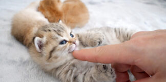 くすぐられる子猫