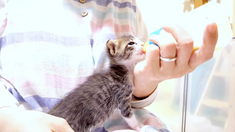 ミルクを飲む子猫