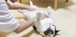 もみくちゃにされる猫