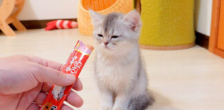 寝ぼけた子猫にちゅ〜るを食べさせる