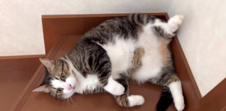 落ちてる猫