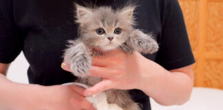 お風呂で別人になった子猫