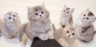 オモチャに興味津々の子猫達