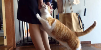 甘える猫