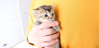 抱っこされる子猫