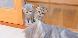 母猫にかまって欲しい子猫達