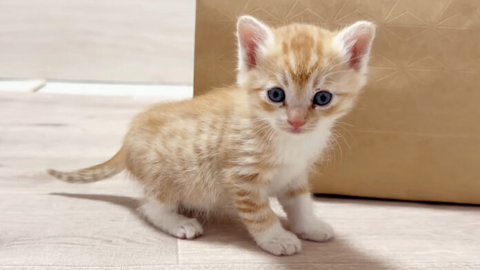 保護された子猫