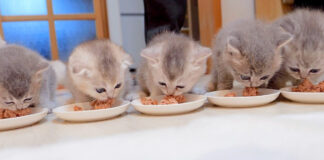ご飯を食べる子猫達