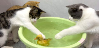 ヒナを助けようとする猫達