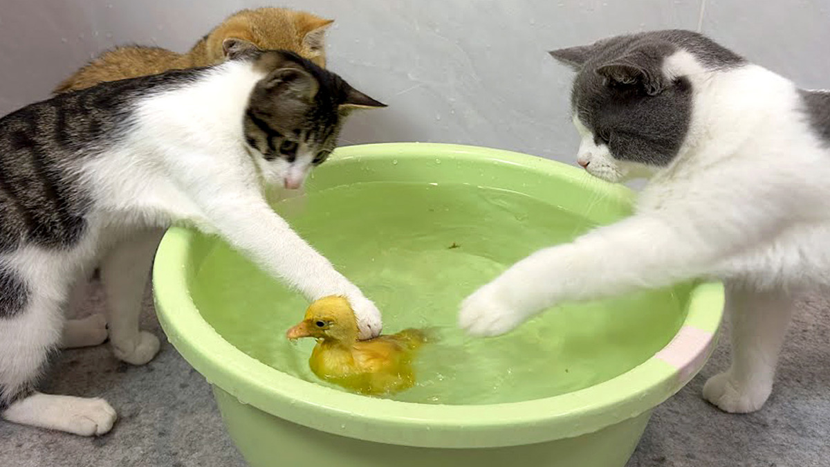 猫トイレ　アヒル商談中 猫トイレ アヒル様専用商談中