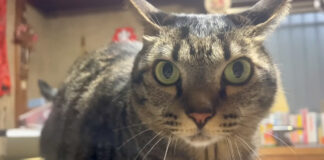 歌に合いの手を入れる猫