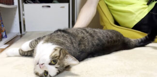 よく喋る猫