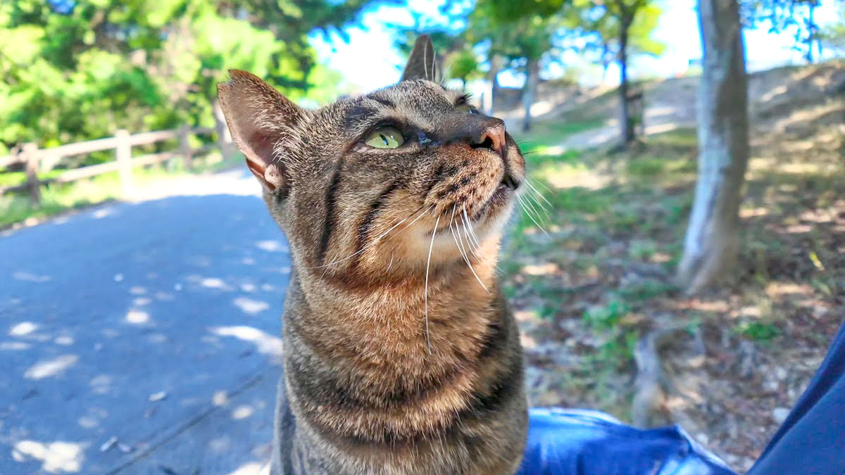 暑いのに膝の上に乗ってくる野良猫の甘えん坊な姿に癒される
